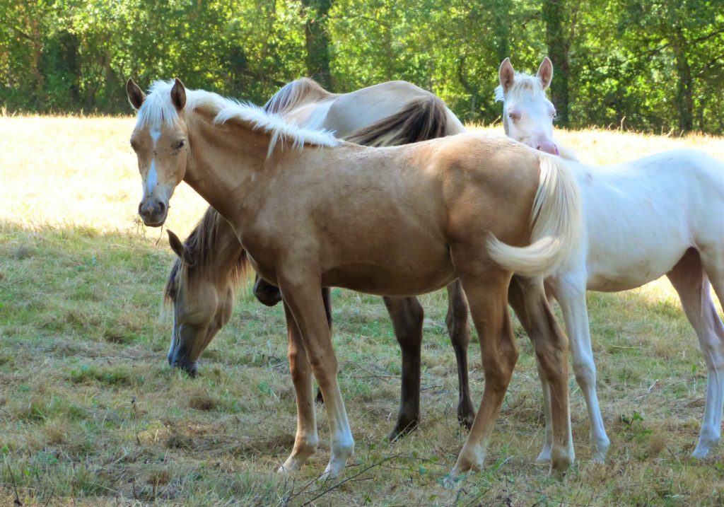 élevage de chevaux de race en Corrèze