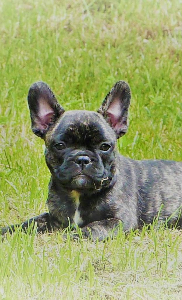 Bouledogue français ancien type 2