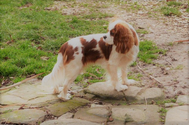 Cavalier King Charles 3